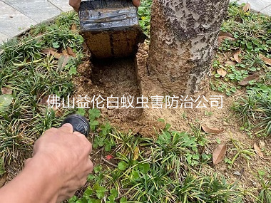 三水區(qū)中學滅白蟻