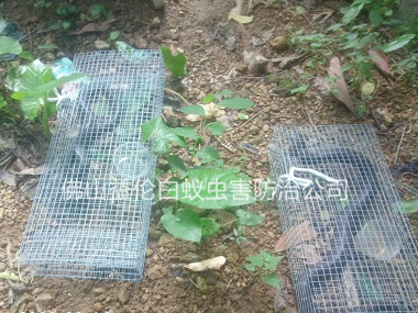 禪城文華公園捕蛇、抓蛇
