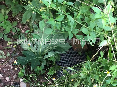 三水區(qū)上門驅蛇防蛇
